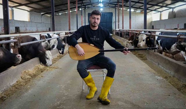 Çubuklu besici, kurbanlık hayvanlarına türkü söyleyip saz çalıyor