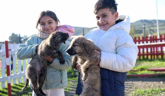 Dikili'ye yeni sokak hayvanları kampüsü kuruluyor