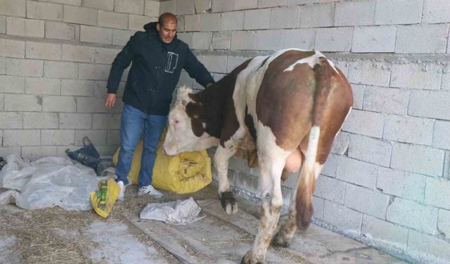 Diyadin'de hayvancılık yaşam kaynağı oldu