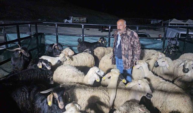 Elazığ'da kurban pazarı gece de hareketli: Besiciler uykusuz kalıyor