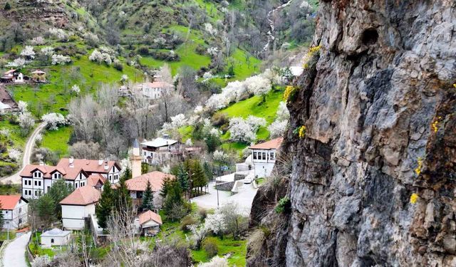 Gümüşhane'de kayalıklardan fışkıran draba çiçekleri dikkat çekiyor