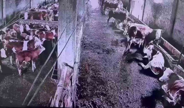 İneklerin hissettiği deprem insanlar için hissedilmezdi