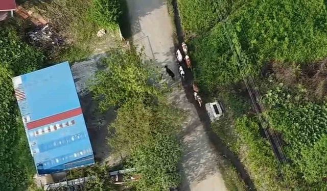 Jandarma dron ile kaybolan büyükbaş hayvanları buldu