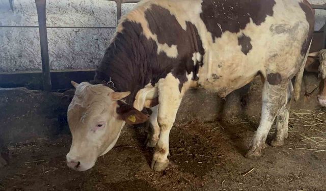 Kars'ta 600 kiloluk boğa, İstanbul'a gitme riskiyle karşı karşıya