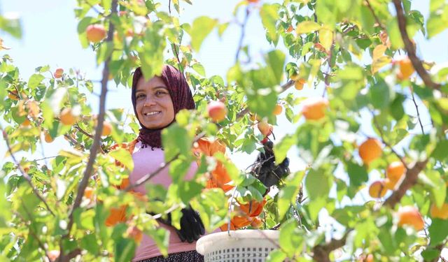 Kozan'da erkenci kayısı hasadı başladı: Fiyatlar 60-80 TL arasında