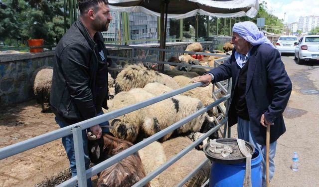 Kurban pazarında bekleyiş sürüyor: Alıcılar son dakikaları tercih ediyor