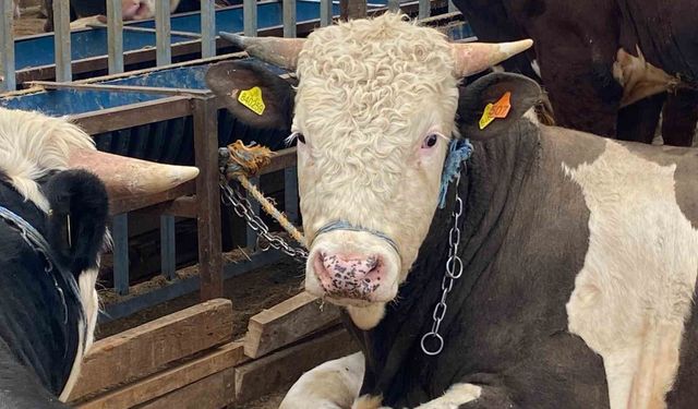 Kurbanlıkta sağlık, yaş ve küpe kriterleri