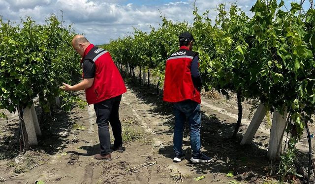 Manisa'da dolu ve su baskınları tarım alanlarını vurdu