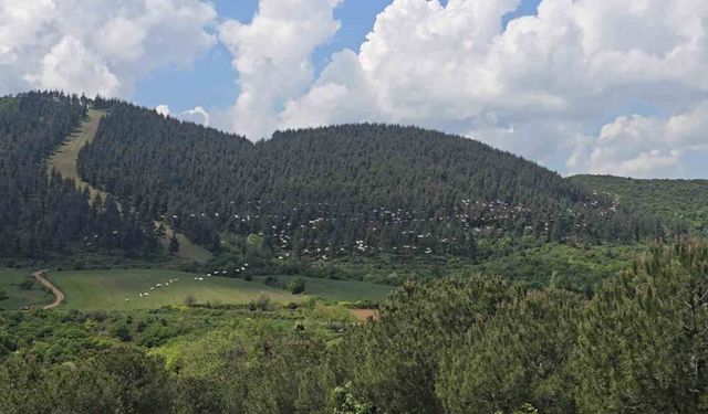 Marmara'da pelikanların büyüleyici dansı