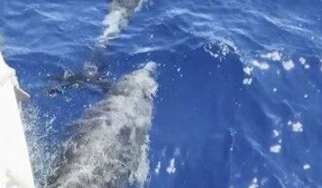 Marmaris'te deniz sezonu yunuslarla başladı