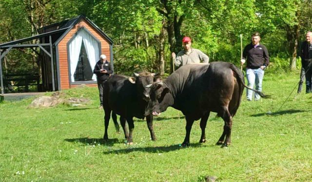 Rize'de boğa güreşleri için hazırlıklar başladı