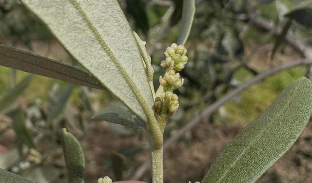 Şarköy'de zeytin üreticilerine önemli uyarı