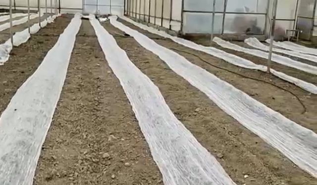 Seracılardan don öncesi tül ile koruma hamlesi
