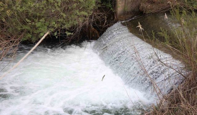 Siraz balıkları akıntıya karşı yolculuklarına devam ediyor