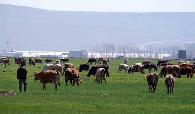 Sosyal medyada kurban dolandırıcılığı tehlikesi