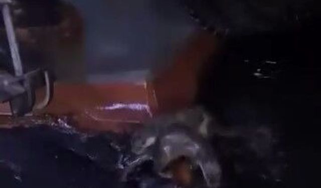 Su samurları Gemlik'te balık ziyafeti yapıyor