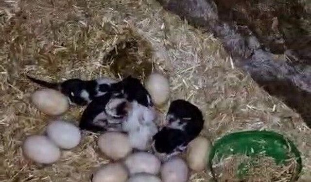 Tavuk ve kedi arasındaki annelik çatışması kamerada