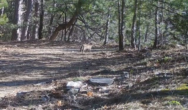 Uludağ'da yaban kedisi görüntülendi