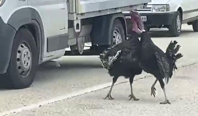 Yolda kapışan hindiler trafiği felç etti