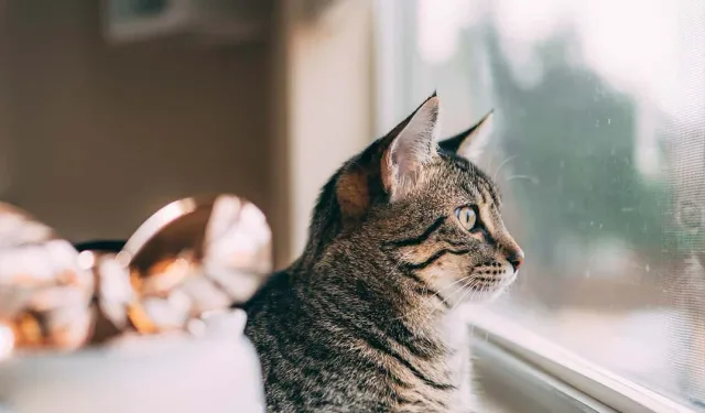 Boşanan çiftin kedi krizi: Mama parası ortak, ziyaret hakkı yok