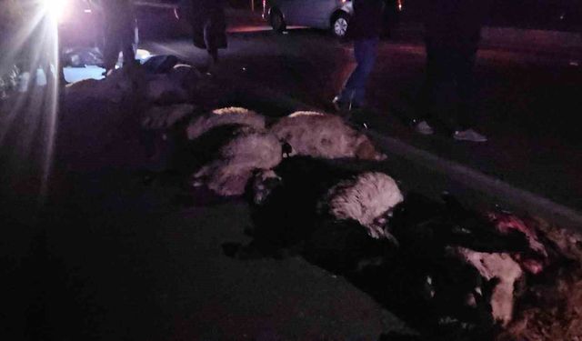 Adilcevaz'da hafif ticari araç sürüyü ezdi: 25 koyun yaşamını yitirdi
