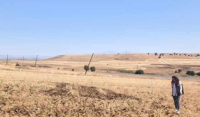 Ağın'da tüylü nohut hasadı sürüyor