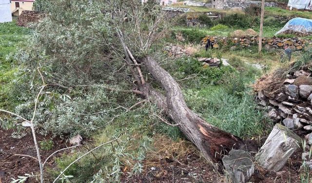 Ardahan'da Fırtına Ağaçları Kökünden Sökerek Zarar Verdi