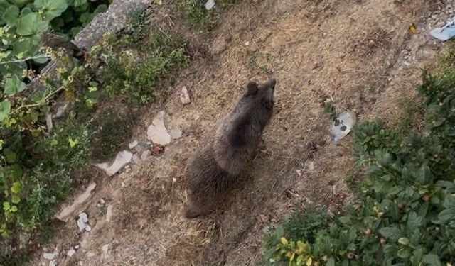 Bahçeye giren ayı paniğe yol açtı- Video