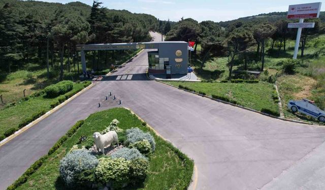 Bandırma Koyunculuk Enstitüsü'nden TÜBİTAK Destekli Proje