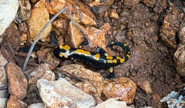 Besni'de nadir görülen ateş semenderi kaydedildi