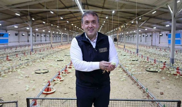 Bilecik 11,5 milyon kanatlı hayvana ev sahipliği yapıyor
