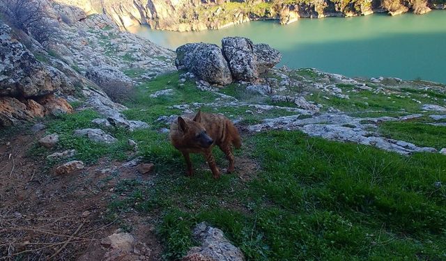 Çizgili Sırtlanları Koruma İçin 5 Milyon TL Ceza Uygulaması