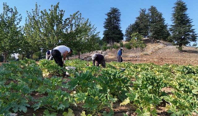 Deprem sonrası hayatını yeniden inşa etti, köyüne döndü: Şimdi kabak yetiştiriyor- Video