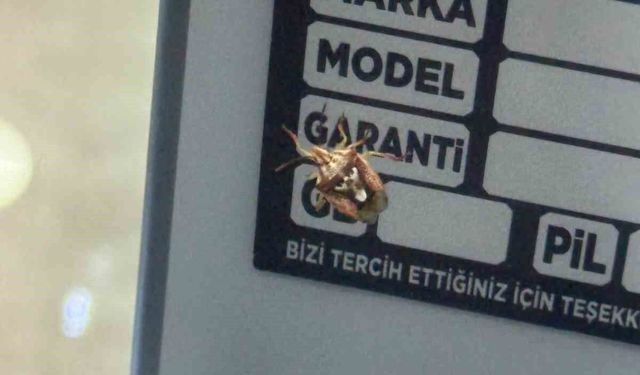 Diyarbakır'da ilginç böcek: Sırtında yüz ifadesi var