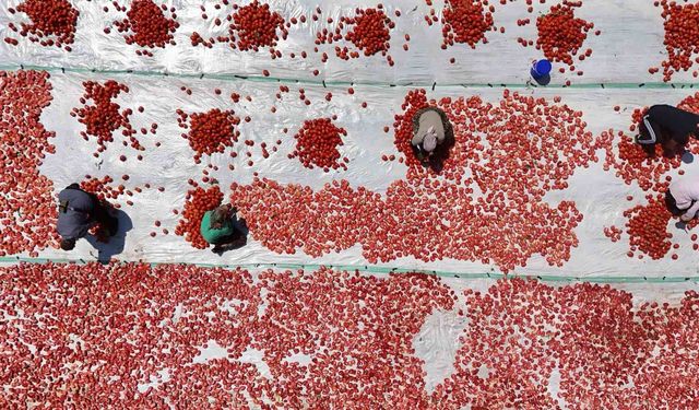 Diyarbakır'da Mevsimlik İşçiler Kavurucu Sıcaklıkta Domates Kurutuyor