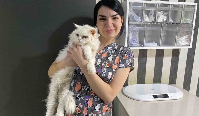 Evcil hayvanlarınızı evde yalnız bırakmadan önce dikkat edin
