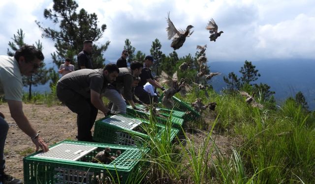 Gümüşhane'den 400 Sülün, Artvin'de Doğaya Salındı