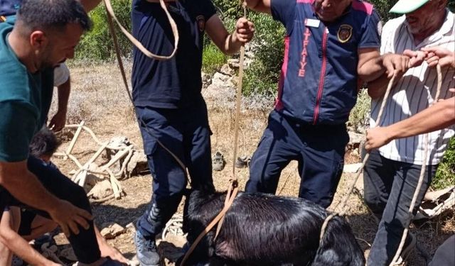 Itfaiye ekiplerinden keçi kurtarma operasyonu