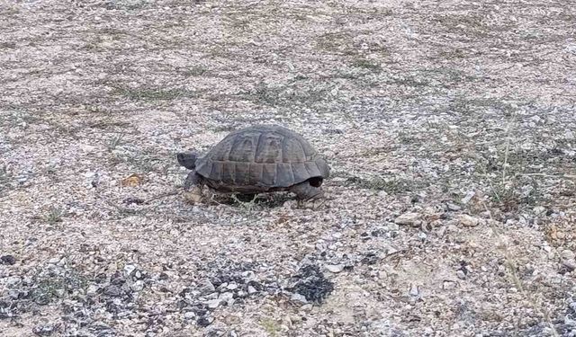Kaplumbağa için sürücüler yolda durdu, güvenli geçiş sağlandı
