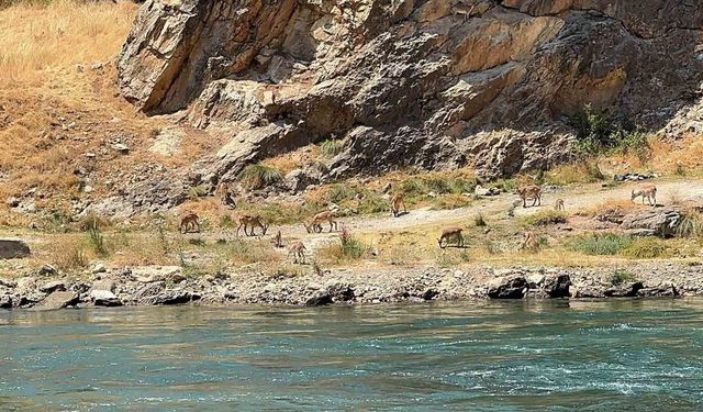 Karakoçan'da dağ keçileri sürü halinde görüntülendi