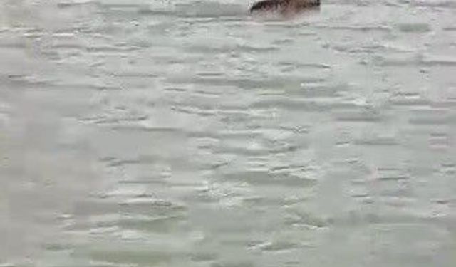 Kars'ta boz ayı, çöplükten sonra barajda yüzmeye başladı