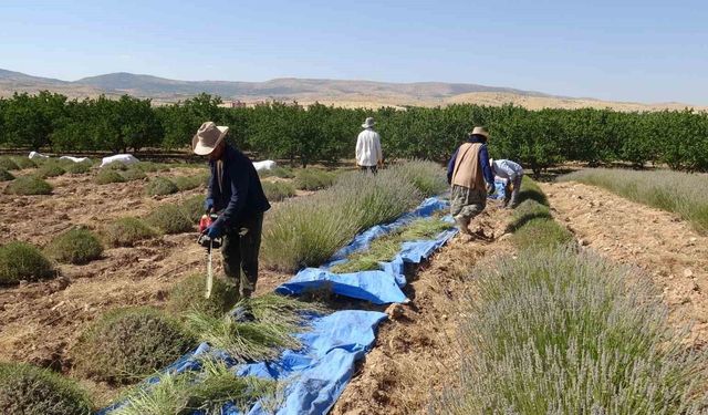 Malatya'da sıcak havada lavanta hasadı sürüyor