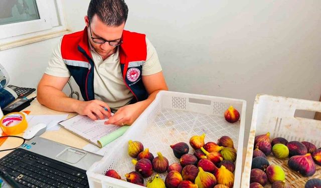 Nazilli'de taze incir kontrolü artırıldı