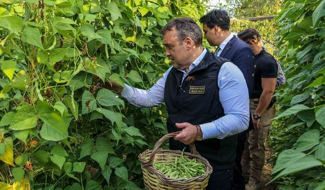 Pazaryeri Boncuk Fasulyesi'nde Hasat Dönemi Başladı