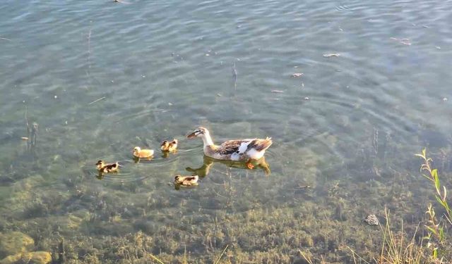 Pelitözü Gölpark'ta ördek yavruları görüntülendi