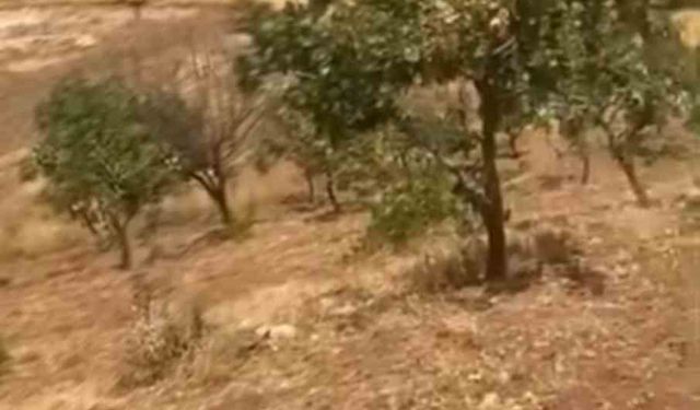 Siirt'te Yaban Domuzları Fıstık Ağaçlarını Tehdit Ediyor