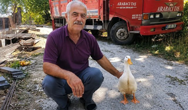 Torunların ilgisi azaldı, dedenin dostu ördek oldu