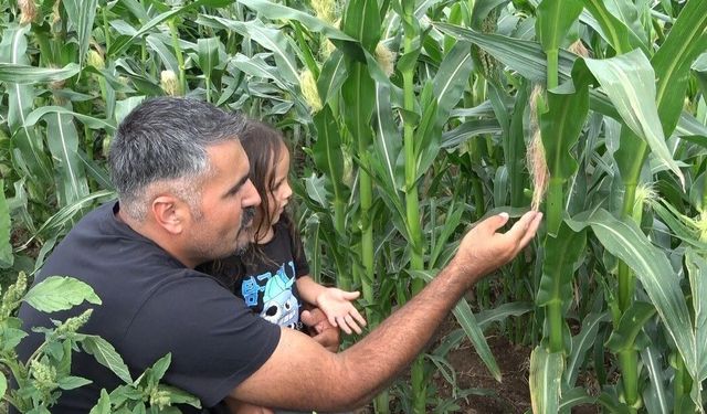 Yirmi yıl sonra Rusya'dan dönüp ata tohumlarını yeniden canlandırdı