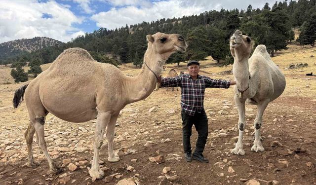 73 Yaşındaki Sarıkeçili Yörük, Atalarının Geleneğini Yaşatıyor