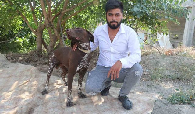 Adana'da Köpeğe Sopayla Şiddet Anbean Kamerada